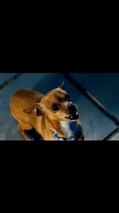 13K views · 187 reactions | Sarà una convivenza difficile, ma funzionerà. #transformers #autobot #ironhide #modjo #giardino #casa #sam #mikhaela #samwitwicky #Chihuahua #shialabeouf #meganfox #paramount | Senzapenzieri.it | Facebook