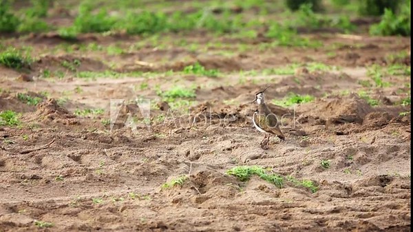 Northern lapwing (Vanellus vanellus), also known as the peewit or pewit, tuit or tew-it, green plover, or (in Britain and Ireland) pyewipe or just lapwing, is a bird in the lapwing subfamily.