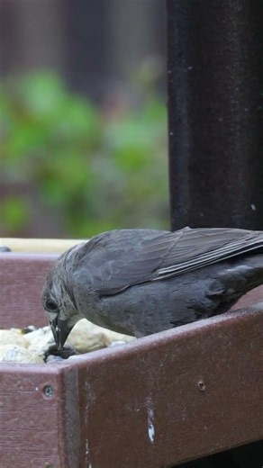 Up Close with a Cowbird: Mills Wildlife South Carolina