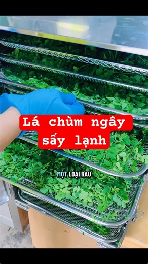 Lá chùm ngây sấy lạnh túi 100gr giá 42k. Liên hệ 0981900102