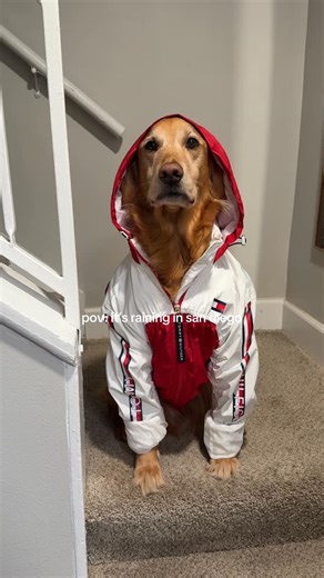Mr. Coby West on Instagram: "poor chicky 😭😭😭 #goldenretriever #dog #dogsofinstagram #goldenretrievers #dogmom #dogs #sandiego #rain"