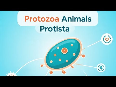 Protozoa class Flagellata Mastigo phora class sarcodina Rhizopoda Protista class11 part6 Hindi Urdu