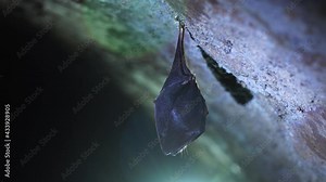 Close up small lesser horseshoe bat covered by wings, hanging upside down on top of arched cellar while hibernating. Creative wildlife take. Creatively illuminated blurry background.