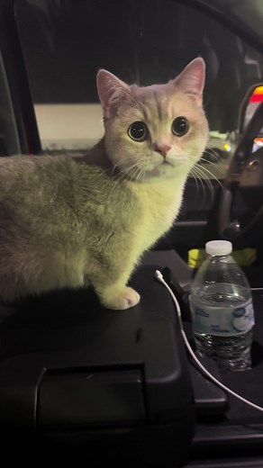 Munchkin Cat: The Adorable Dwarf Cat Breed Explained