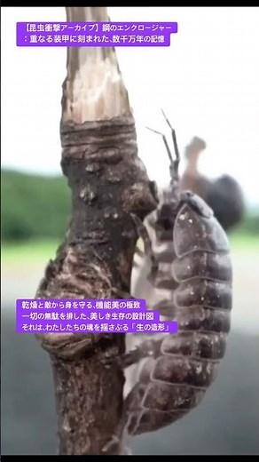 【昆虫衝撃アーカイブ】ダンゴムシは子どもたちに大人気！重なる装甲に秘められた数千万年の記憶を4Kで解き明かす #ダンゴムシ #甲殻類 #昆虫図鑑 #昆虫観察 #insects #undaze #4K