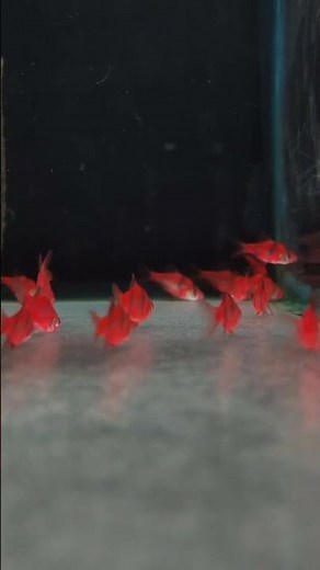 beautiful ❤️ fancy Red tiger 🐯 fishs #redtiger #tigerfish #viralfishvideo #aquarium