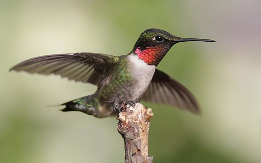 Discover When Hummingbirds Are Set to Emerge in Kentucky