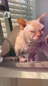 Dive into the mesmerizing world of the bullycat, where feline meets canine aesthetics. Introducing King Racks, a one-of-a-kind cat with an exotic bully's aura. While they may look fierce, these cats are playful heartthrobs. Ready to challenge everything you know about cats? Discover the bullycat revolution championed by @bullbinos! | The Bully View