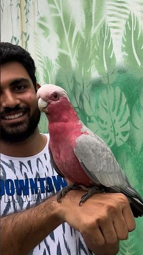 Meet the Galah Cockatoo Parrot at Indore Zoo!