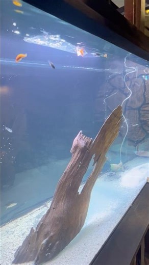 Fish tank #fish #aquarium #diy #fyp #water #fun #cute #watch #love #bubble #tank #school #chiclid