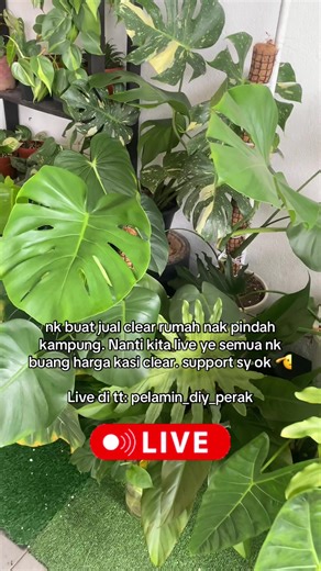 Area Manjung nak pokok indoor boleh dm mai tengok kita lsi clear rumah 🫡 #fyp #xybca
