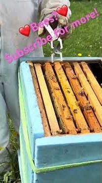 They’re FILLING Frames Fast… Do I Feed This Hive or Let It Run? 🍯👀 - Beekeeping