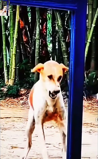 This Dog Prank Went Too Far! 😂