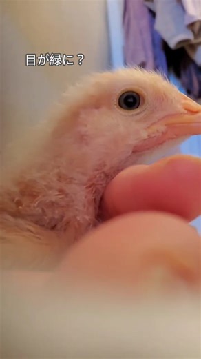 Changing eye color?? 目が緑に⁉️ 飛行操作も完璧😃✌️ #chickenlovers #backyardchickens #ひよこ #鳥のいる暮らし