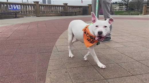 Activists urge Iowa Senate to vote on animal torture bill