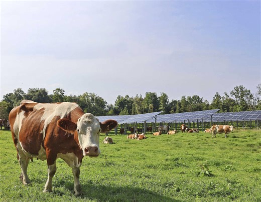 Agri-PV und Milchviehhaltung: So profitieren Landwirte von Solarstrom