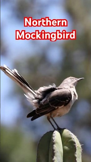 Mockingbird Chose the Spikiest Seat🌵☀️#birds #nature #california #wildlife #cuteanimals #shortsfeed