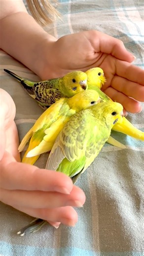The Easiest Way to Tame Baby Budgies 🐣 #tamebird #howtotameabird #tamedbird #petbirds #parakeet