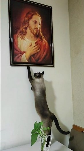 #leiam a descrição. 🇧🇷🐈 GATA Siamesa ora com Jesus,"Siamese CAT prays with Jesus.#Nina #Kelly 🥰🙏🙌🙌🙌