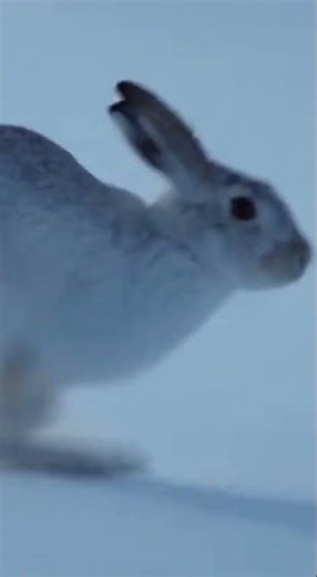 Fastest Chase Ever? Fox vs Rabbit in the Wild! Nature’s Brutal Truth – Fox Chasing Rabbit #wildlife
