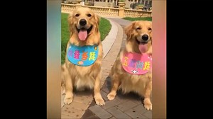 Cutest dog couple | Dog Lovers Club