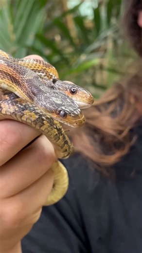 49K views · 30K reactions | Meet our TWO-HEADED Rat Snake!  This wild-caught wonder is one of the rarest reptiles you’ll ever see and yes, both heads are real!  Found in the wild and now living at our zoo, this snake is an absolute genetic marvel. Two brains, one body, and a whole lot of curiosity! You don’t come across something like this often… it’s nature at its weirdest and coolest. ✨ | The Reptile Zoo | Facebook