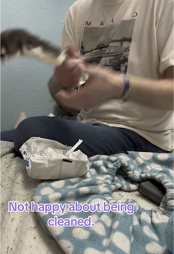 This one has a lot to say about being cleaned off. #ratmom #ratsoftiktok #rats #rescued