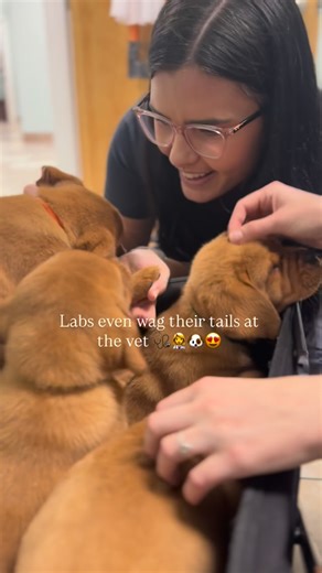 The Happiest Labrador on Instagram: "Watch how the whole vet visit went in our stories today!! our pups all checked out healthy and happy. Just what we love to hear!! Fox red lab pups at the vet. Nothing better ❤️ Except for maybe when it’s chocolate… or black… or yellow…?? #foxredlabpuppy #vetvisit #labpuppies #foxredlablove #foxredlabrador #englishlabpuppy #englishlabrador #foxredlabradorsofinstagram"