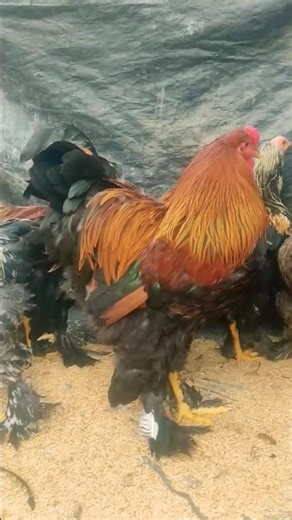 gold partridge brahma chickens 🥰 #shorts #ytshorts #trending #youtubeshorts #brahmachickens