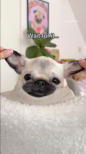 I knew she looked familiar… 🤭💚 Happy Star Wars Day! 🪐💫 #pug #dog #shorts