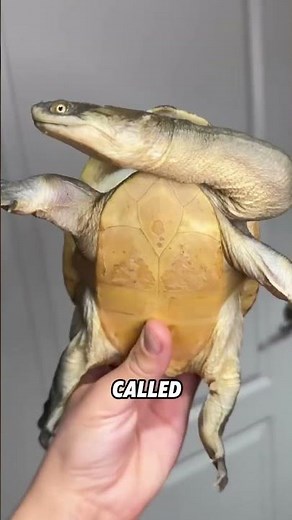 In fact,the turtle’s head does not retract directly into the shell.#animals #funnyanimal #turtle