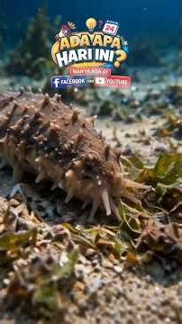 Let's get to know the life cycle of the sea cucumber, which is rarely known.