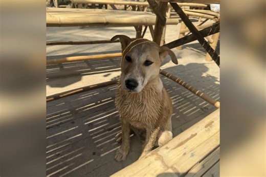Foreigners want to adopt a Thai stray dog — here’s how