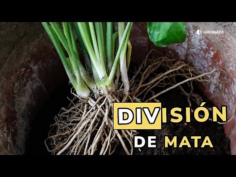 Reproducing plants by division // Jardinatis