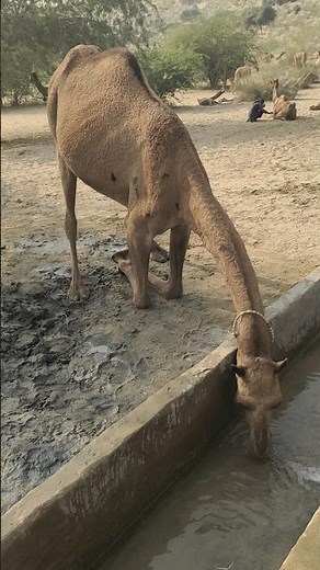 Thirsty Desert Camel Drinking Water in Extreme Heat Desert Animals Digital #thardesert #nature