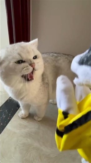 “Love Triangle Gone Wrong – Angry Cat Attack! 😾”