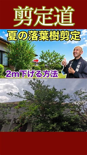🔰 Pruning Summer Evergreens: Practical Guide to Lowering Height by 2m Using a Pomegranate Tree!! ...