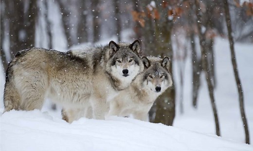 Are Wolves Nocturnal or Diurnal? Their Sleep Behavior Explained