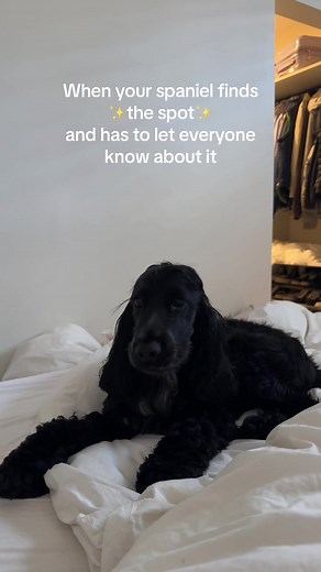 Funny Dog Making Noises - English Cocker Spaniel Groaning and Talking