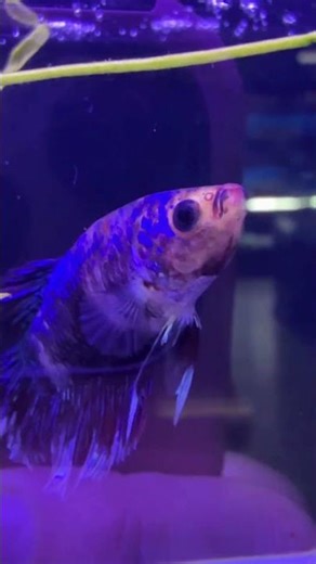 Did You Know? 🧠✨