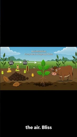 Nitrogen Cycle | Fsc