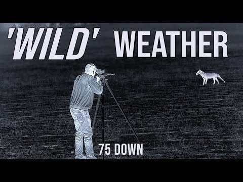 75 Foxes in 3 Nights | Brutal Weather Conditions | Professional Fox Control