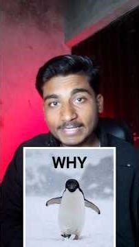 🐧why penguin.. |what lesson for you❓️ #viral #penguin #lifelessons