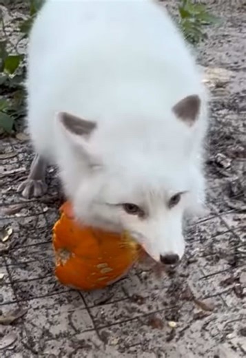 Explore the Fascinating Lives of Foxes