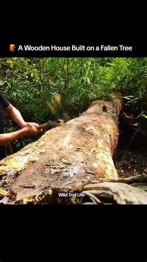 A Unique Wooden House Built on a Fallen Tree