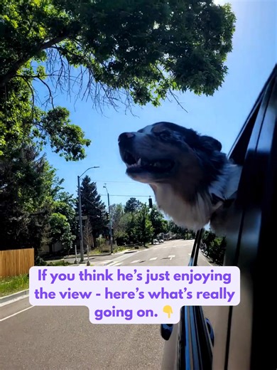 This isn’t just a happy dog; it’s a brain at maximum bandwidth. When a dog catches the wind, they can ‘map’ out the environmental activities. Every gust of wind carries stories: who walked here, what changed overnight, which animals passed by. With roughly 300 million olfactory receptors (compared to our 6 million), the airflow acts as a high-speed data stream. This constant input engages the olfactory bulb, which is proportionally 40 times larger in dogs than in humans. So if you’re short on ti