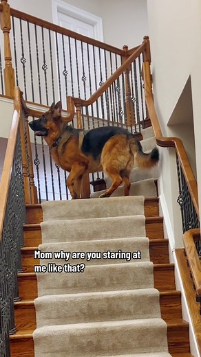 Life of Dax Shepherd: How Fast Can a German Shepherd Go?