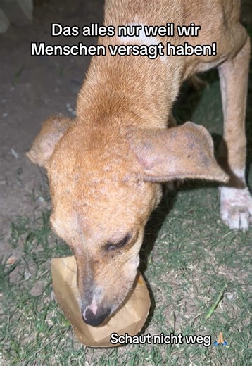 22 Uhr. Dieser Hund lief vor dem Restaurant herum, in dem wir gegessen haben – völlig abgemagert. Eine Straße voller Restaurants. Überall Essen. Überfluss. Und trotzdem sehen diese Hunde so aus. Wir haben den Besitzer gefragt, ob er etwas für sie machen kann. Er hat Fisch mit Reis gekocht. Plötzlich hatten sie alle etwas zu essen. Aber das hier ist das Ergebnis davon, dass wir Menschen wegschauen. Dass wir im Überfluss leben – und trotzdem nicht bereit sind, ein kleines bisschen abzugeben. Manch