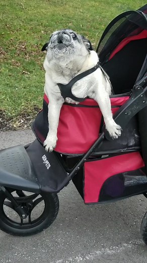 Screaming Pug Breaks into a Walk | Pugs Yelling Compilation