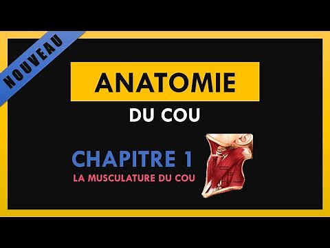 Anatomie Du Cou - Chapitre 1 - La musculature du cou